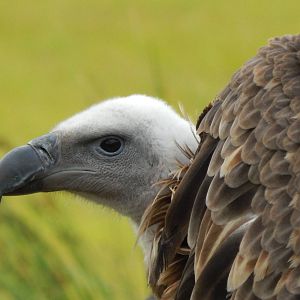 Jul. 2014 - Africa - African Plains - Ruppells Vulture