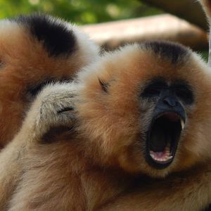 Jun. 2014 - Gibbon Islands - You're Pulling Too Hard!