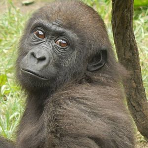 Jun. 2014 - Gorilla World - Baby Gladys