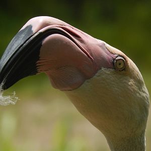 Jun. 2014 - Africa - Greater Flamingo