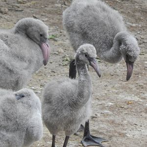 Jun. 2014 - Rhino Reserve - Greater Flamingo Chicks