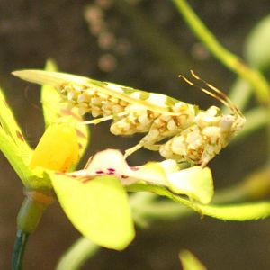 Wahlberg blossom praying mantis