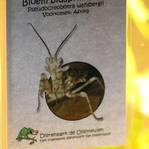 Sign Blossom praying mantis