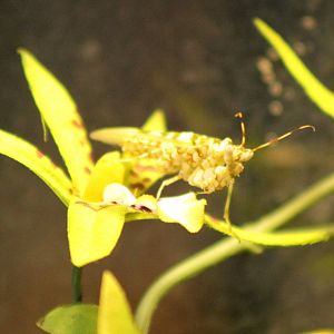Wahlberg blossom praying mantis