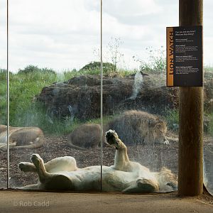 Lion enclosure : Whipsnade : 04 Jul 2014