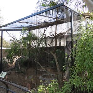 Africa Rocks - Kopje - African Yellow-spotted Rock Hyrax Exhibit