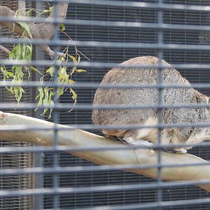 Africa Rocks - Kopje - African Yellow-spotted Rock Hyrax Exhibit