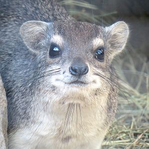 Africa Rocks - Kopje - African Yellow-spotted Rock Hyrax Exhibit