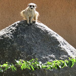Africa Rocks - Kopje - Southwest African Meerkat Exhibit