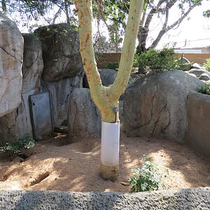 Africa Rocks - Kopje - Southwest African Meerkat Exhibit