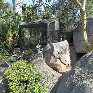 Africa Rocks - Kopje - African Pygmy Falcon Exhibit