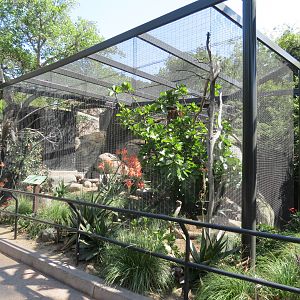 Africa Rocks - Kopje - Trumpeter Hornbill and Reichenow's Helmeted Guineafo