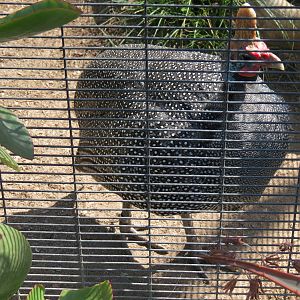 Africa Rocks - Kopje - Trumpeter Hornbill and Reichenow's Helmeted Guineafo
