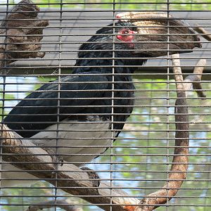 Africa Rocks - Kopje - Trumpeter Hornbill and Reichenow's Helmeted Guineafo