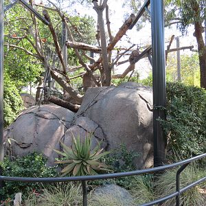 Africa Rocks - Kopje - Turkmenistan Caracal Exhibit