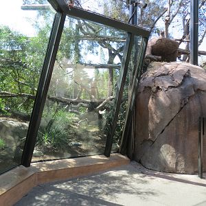 Africa Rocks - Kopje - Turkmenistan Caracal Exhibit