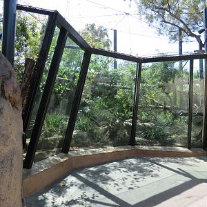 Africa Rocks - Kopje - Turkmenistan Caracal Exhibit