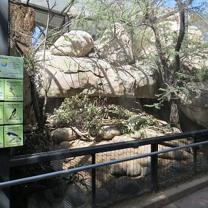 Africa Rocks - Kopje - Aviary