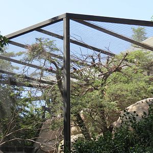 Africa Rocks - Kopje - Aviary