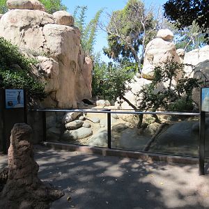 Africa Rocks - Kopje - Klipspringer, Rock Hyrax, and Dwarf Mongoose Exhibit