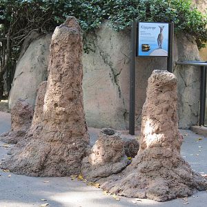 Africa Rocks - Kopje - Klipspringer, Rock Hyrax, and Dwarf Mongoose Exhibit