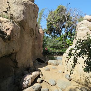 Africa Rocks - Kopje - Kopje - Klipspringer, Rock Hyrax, and Dwarf Mongoose