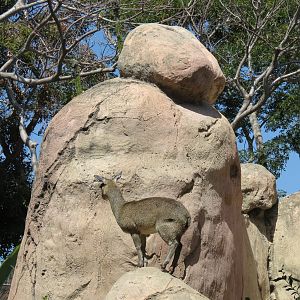 Africa Rocks - Kopje - Kopje - Klipspringer, Rock Hyrax, and Dwarf Mongoose