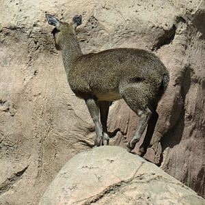 Africa Rocks - Kopje - Kopje - Klipspringer, Rock Hyrax, and Dwarf Mongoose