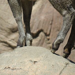 Africa Rocks - Kopje - Kopje - Klipspringer, Rock Hyrax, and Dwarf Mongoose