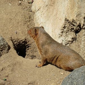 Africa Rocks - Kopje - Kopje - Klipspringer, Rock Hyrax, and Dwarf Mongoose