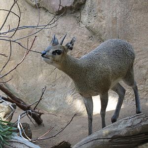 Africa Rocks - Kopje - Kopje - Klipspringer, Rock Hyrax, and Dwarf Mongoose
