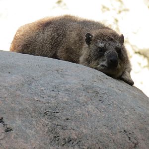 Africa Rocks - Kopje - Kopje - Klipspringer, Rock Hyrax, and Dwarf Mongoose