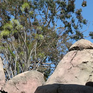 Africa Rocks - Kopje - Kopje - Klipspringer, Rock Hyrax, and Dwarf Mongoose