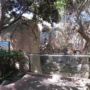 Africa Rocks - Kopje - Kopje - Klipspringer, Rock Hyrax, and Dwarf Mongoose