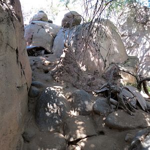 Africa Rocks - Kopje - Kopje - Klipspringer, Rock Hyrax, and Dwarf Mongoose