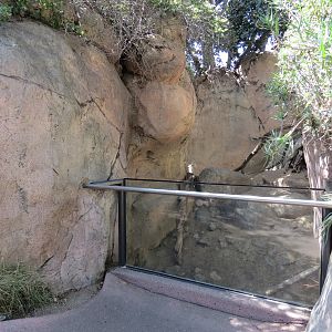 Africa Rocks - Kopje - Kopje - Klipspringer, Rock Hyrax, and Dwarf Mongoose