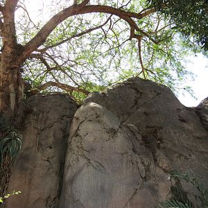 Africa Rocks - Kopje