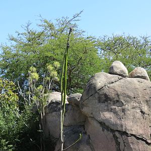 Africa Rocks - Kopje