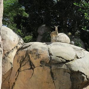 Africa Rocks - Kopje - Kopje - Klipspringer, Rock Hyrax, and Dwarf Mongoose
