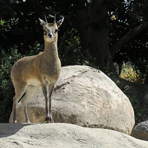 Africa Rocks - Kopje - Kopje - Klipspringer, Rock Hyrax, and Dwarf Mongoose