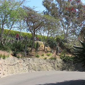 Africa Rocks - Kopje - Bus Road