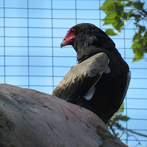 Africa Rocks - Kopje - Bataleur Eagle Exhibit