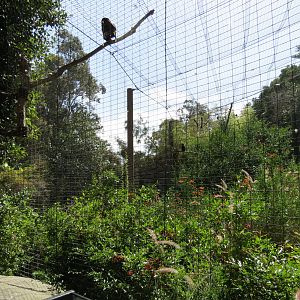 Africa Rocks - Kopje - Bataleur Eagle Exhibit