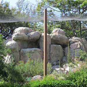 Africa Rocks - Kopje - Bataleur Eagle Exhibit