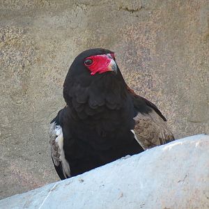 Africa Rocks - Kopje - Bataleur Eagle Exhibit