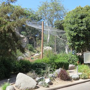 Africa Rocks - Kopje - Bataleur Eagle Exhibit