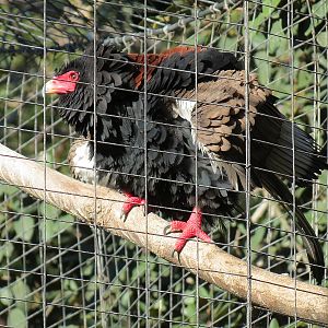 Africa Rocks - Kopje - Bataleur Eagle Exhibit