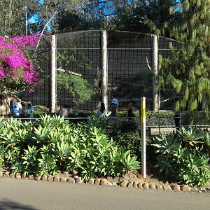 Africa Rocks - Siberian Lynx Exhibit
