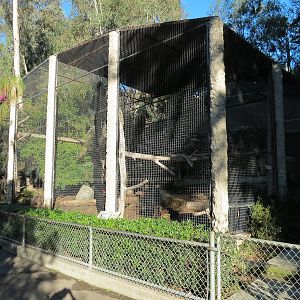 Africa Rocks - Siberian Lynx Exhibit