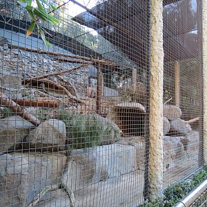 Africa Rocks - Snow Leopard Exhibit